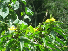 Dimerocostus strobilaceus