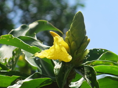 Dimerocostus strobilaceus