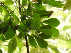 Quercus segoviensis