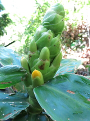 Dimerocostus strobilaceus