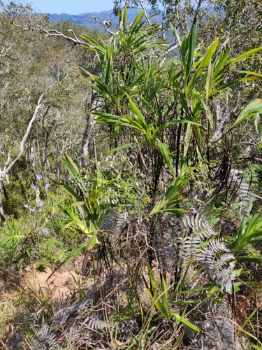 Rhuacophila javanica observed 2025-08-30