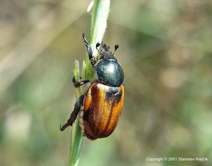 Anisoplia austriaca