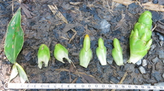 Dimerocostus strobilaceus