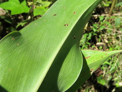 Dimerocostus strobilaceus