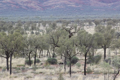 Image of Allocasuarina decaisneana by no rights reserved