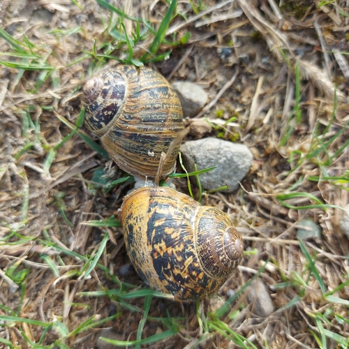 Cornu aspersum