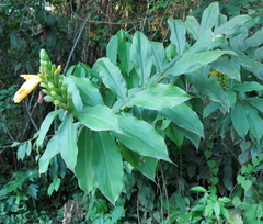 Dimerocostus strobilaceus