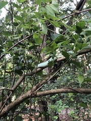 Craspedocephalus gramineus