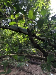 Craspedocephalus gramineus