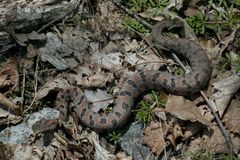 Sistrurus miliarius streckeri