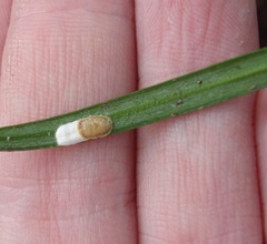 Pulvinaria camelicola