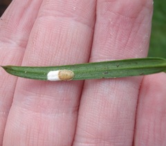 Pulvinaria camelicola