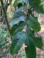 Maytenus peduncularis