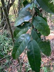 Maytenus peduncularis