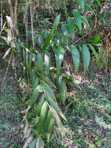 Joinvillea plicata observed 2025-08-30
