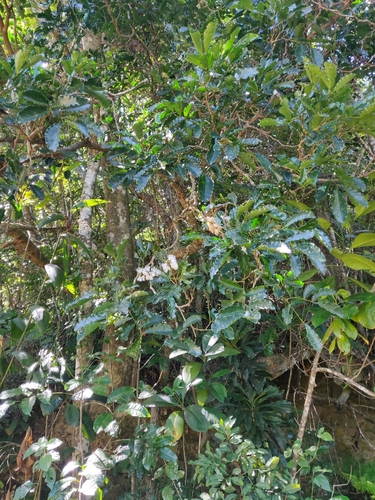 Archidendropsis streptocarpa observed 2025-08-30