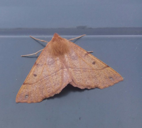 Feathered Thorn photo 5