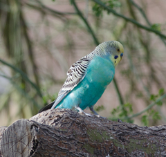 Melopsittacus undulatus domesticus