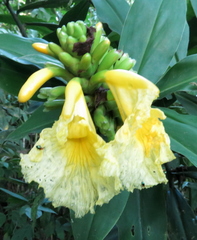 Dimerocostus strobilaceus