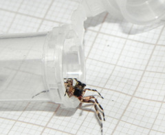 Titanattus euryphaessa