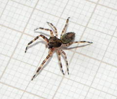 Titanattus euryphaessa