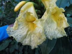 Dimerocostus strobilaceus