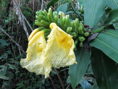 Dimerocostus strobilaceus