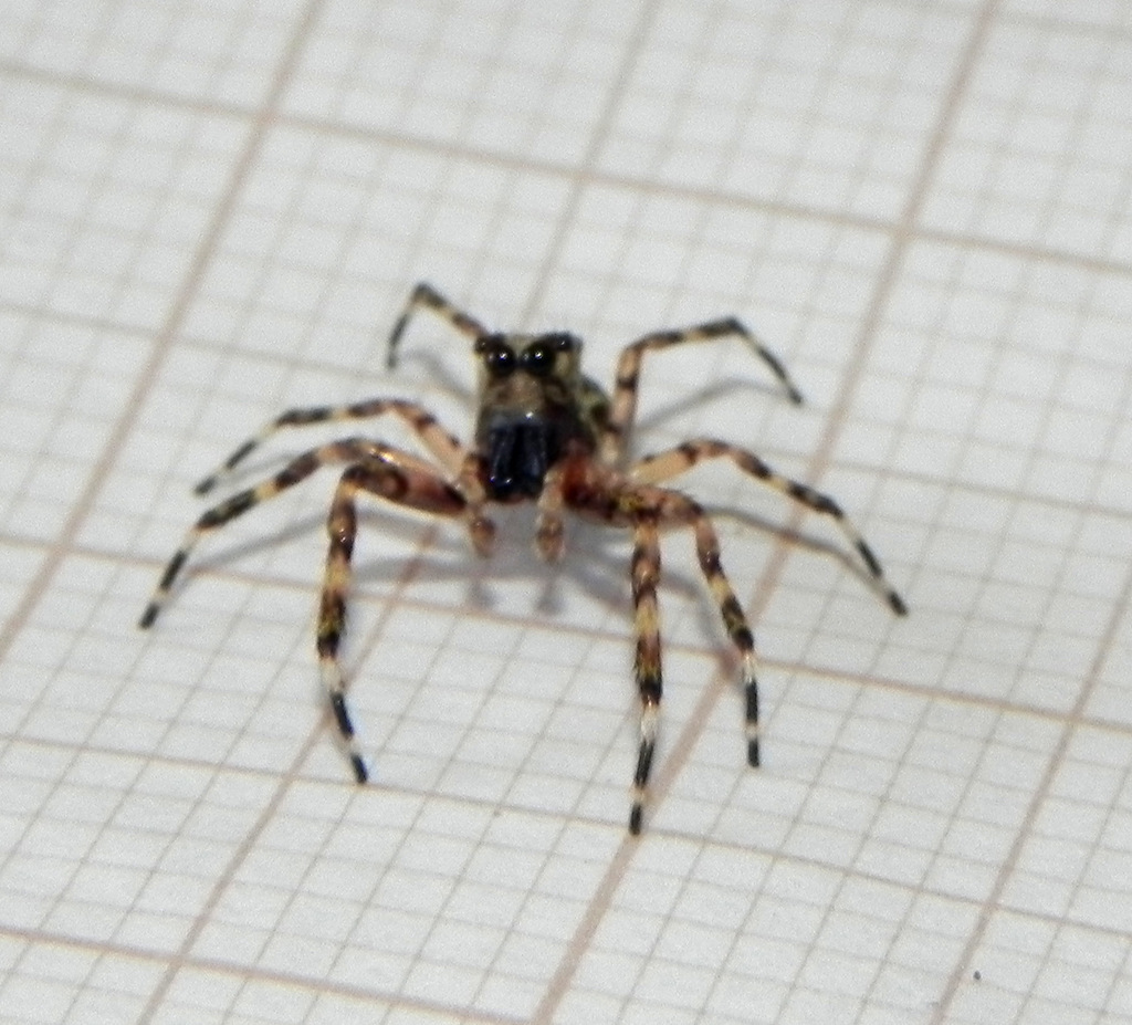 Titanattus euryphaessa
