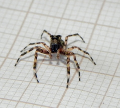 Titanattus euryphaessa