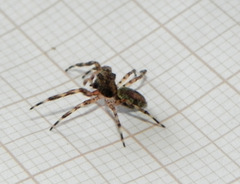 Titanattus euryphaessa