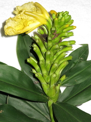 Dimerocostus strobilaceus