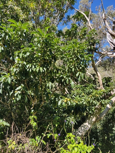 Pittosporum simsonii observed 2025-08-30
