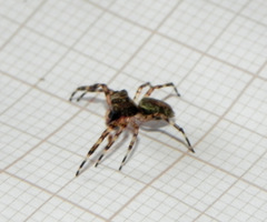 Titanattus euryphaessa