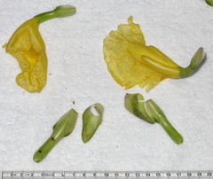 Dimerocostus strobilaceus