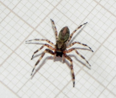 Titanattus euryphaessa