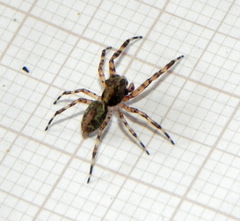 Titanattus euryphaessa