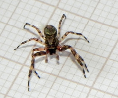 Titanattus euryphaessa