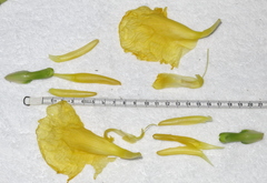 Dimerocostus strobilaceus