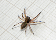 Titanattus euryphaessa