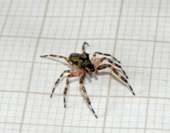 Titanattus euryphaessa