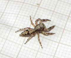 Balmaceda nigrosecta