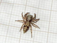 Balmaceda nigrosecta