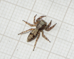 Balmaceda nigrosecta