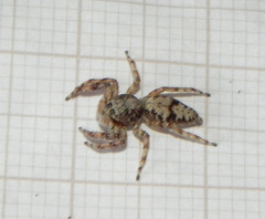 Balmaceda nigrosecta