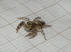 Balmaceda nigrosecta