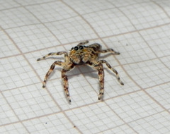 Balmaceda nigrosecta