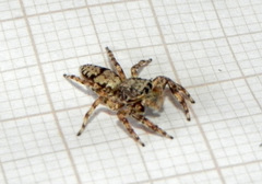 Balmaceda nigrosecta