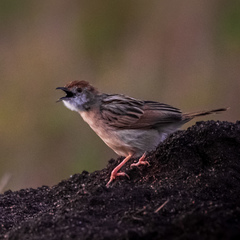 Cisticola robustus