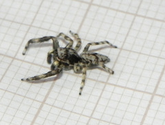 Balmaceda nigrosecta