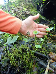Caltha palustris